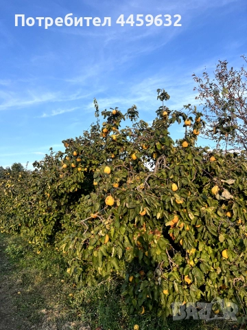 Иконом/градинар, снимка 3 - Други оферти за работа - 52637955