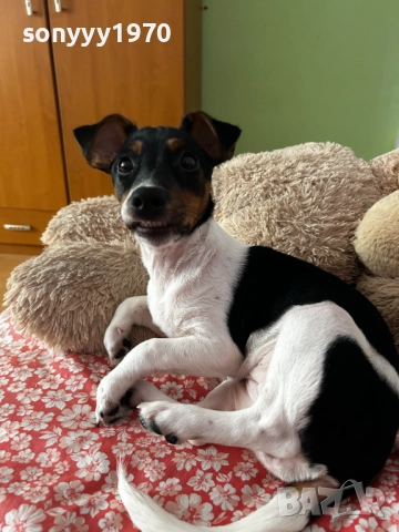 КИКИ ДЖАК ЗА КОЛЕДА МОМИЧЕНЦЕ 2512251553