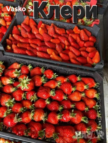 Ягоди, снимка 3 - Градински цветя и растения - 53711414