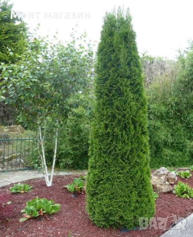 туя Фастигиата Thuja ‘Fastigiata’, снимка 3 - Градински цветя и растения - 53649924