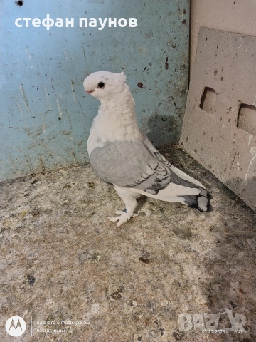 Мъжки Блонданети, снимка 6 - Гълъби - 52635463