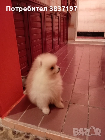 3 ваксини+ бяс чип и паспорт 