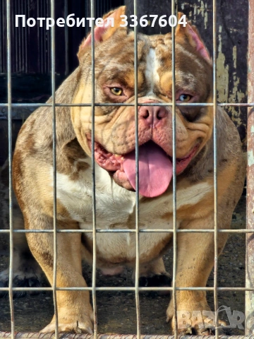 Американско були покет, снимка 2 - Други - 53638444