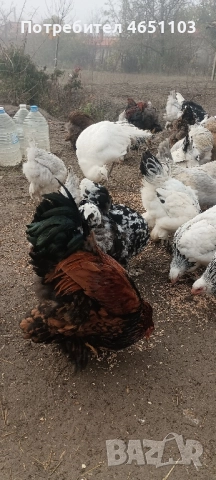 Продавам Брами, снимка 3 - други­ - 52420139