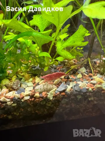 Молинезия, снимка 8 - Рибки - 48361888