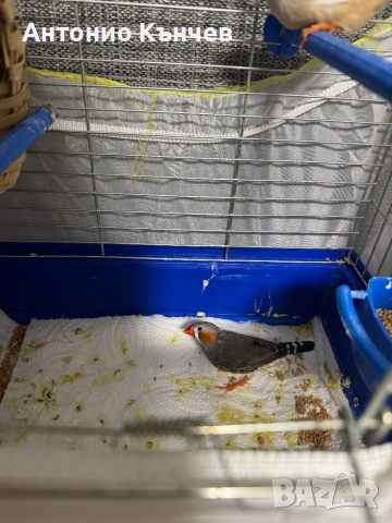 Чифт амадини , снимка 4 - Амадини - 53700255