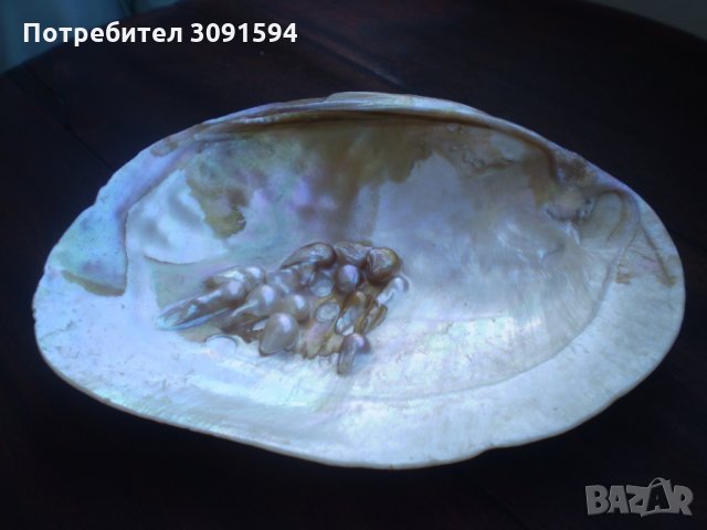 Много рядка голяма мида  седеф , снимка 2 - Други ценни предмети - 33836599