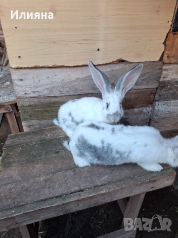 Продавам эайци , снимка 6 - Други животни - 53771954