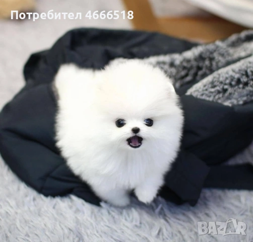 Изключителен мини померан, снимка 5 - Померан - 53213121