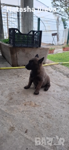  Белгийска овчарка малиноа 