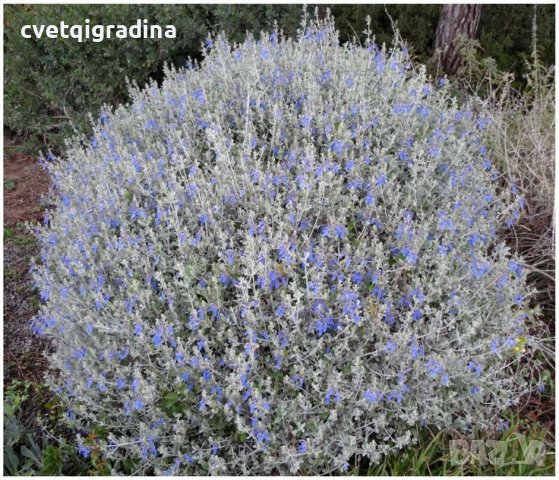 Teucrium fruticans (Теукриум)