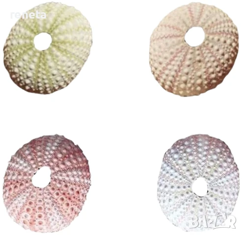 Раковина Таралеж, Естествена, Натурален цвят, 12 см, снимка 1