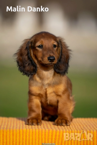  Дългокосмест  дакел, снимка 2 - Дакели - 52788368