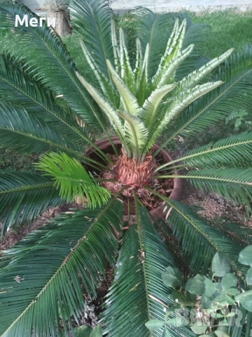 Палма финикова, от Португалия, порасна 13 години в Бьлгариа, много добре се расте.Висока 1.30., снимка 2 - Градински цветя и растения - 52178700