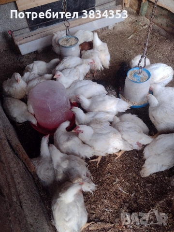 бройлери за клане