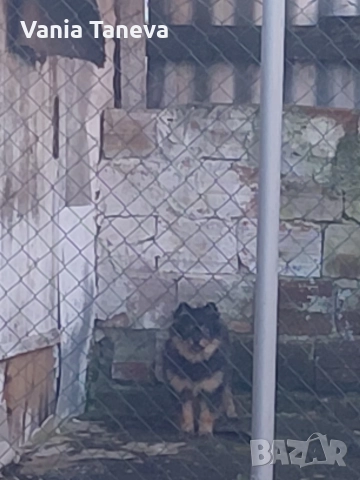 пумеран шпиц 6мес , снимка 3 - Померан - 52775750