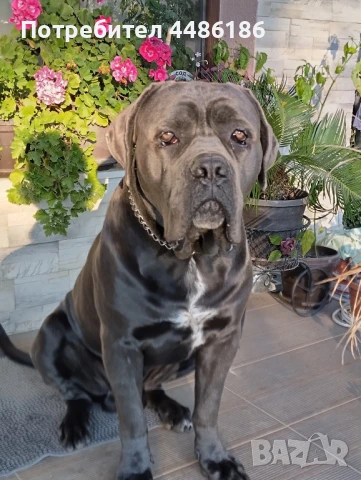 Кане Корсо /Италиано/-2години за разплод, снимка 1