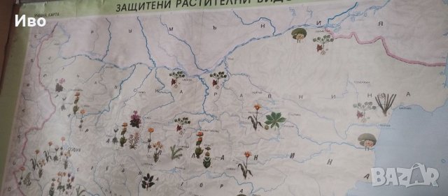 Голяма стенна карта на защитени растения, снимка 3 - Колекции - 41305987