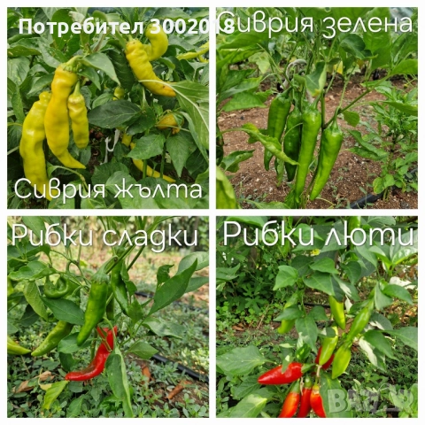 семена стари сортове , снимка 11 - Сортови семена и луковици - 51660347