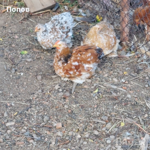 Продавам мини кохин, снимка 2 - други­ - 51324901