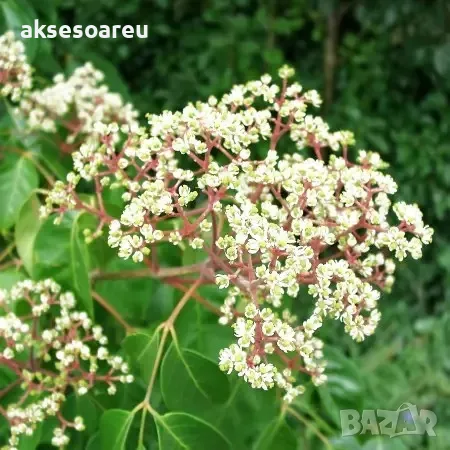 Фиданки от медоносното дърво на пчеларя Еводия Даниели разсад дръвчета за медосбор, снимка 9 - Разсади - 49271875