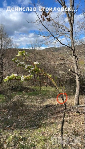 Ашладисване на овошки , снимка 5 - Други - 53628929