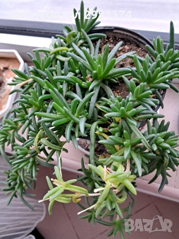 Делосперма, снимка 3 - Стайни растения - 53246797