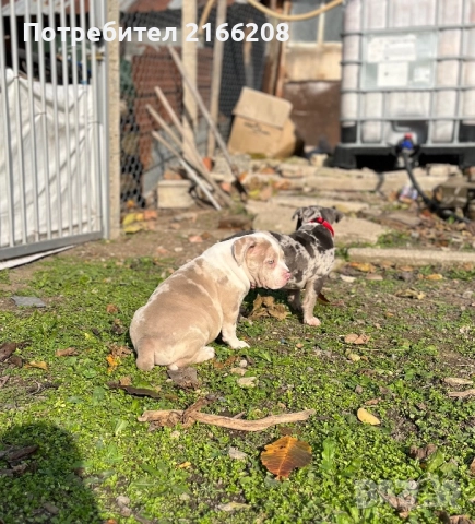 Американско Були Покет, снимка 5 - Други - 52120661