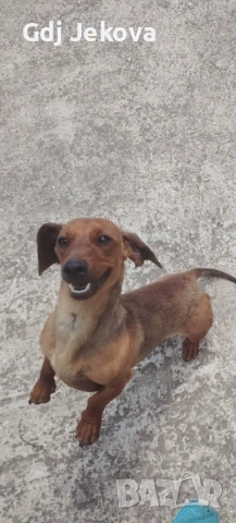 Дакели, снимка 2 - Дакели - 53833778