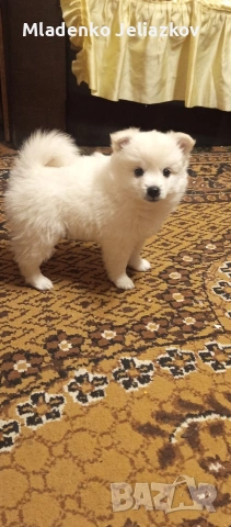 мини шпиц момиченца