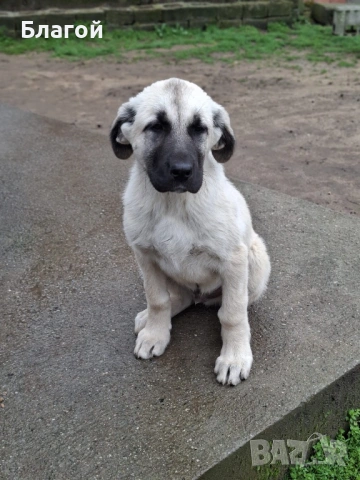 Кангал, снимка 3 - Кангал - 53593006