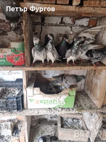 продавам мъжки  унгарци , снимка 1