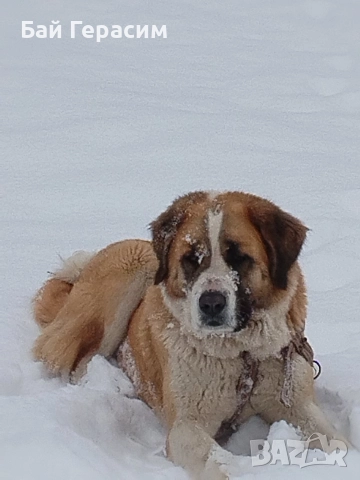 кученца кръстоска кане корсо-алабай, снимка 6 - Други - 52586787