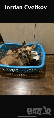 Пясъчен Пинчер, снимка 6 - Пинчер - 52720307