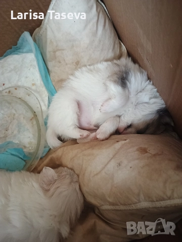 продавам малки померан, снимка 6 - Померан - 52825449