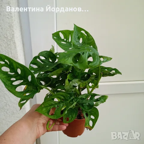 монстера големи растения , снимка 4 - Стайни растения - 56140298