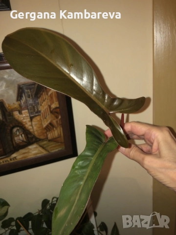 Резник philodendron Florida Bronze 