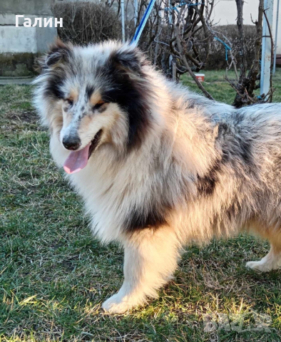 Шотландска овчарка/Коли