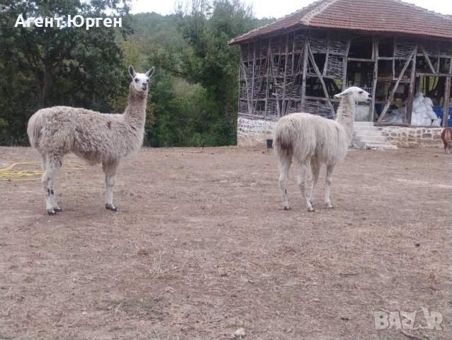 Алпака , снимка 3 - Други - 51936837
