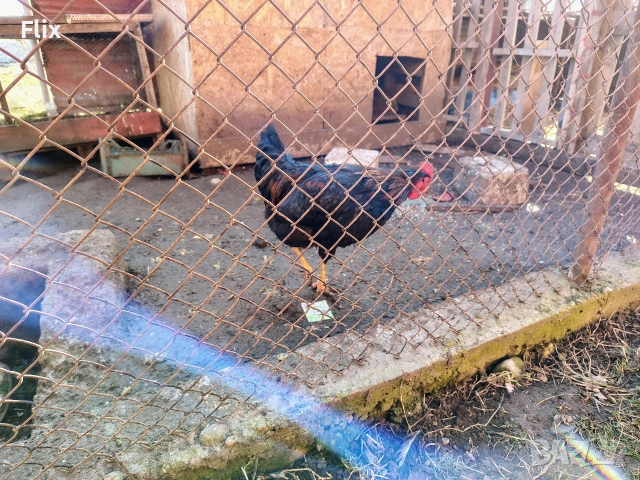 Петли, снимка 12 - Кокошки и пуйки - 53733827