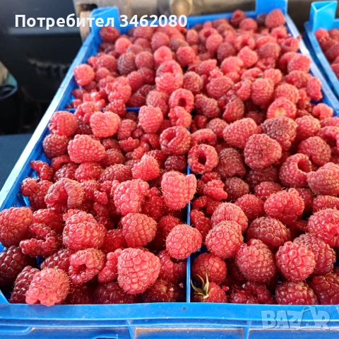 Разсад Малини, снимка 11 - Разсади - 52427655