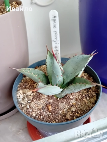 Agave parryi vs. truncata, снимка 2 - Стайни растения - 51553668