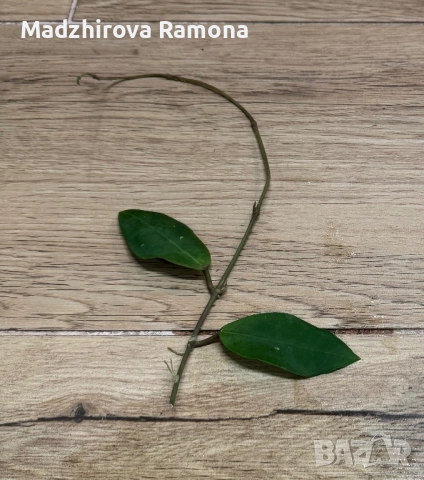 Hoya Patricia , снимка 2 - Стайни растения - 52595183