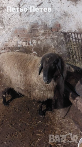 Продавам чистокръвен плевенски коч, снимка 2 - Овце - 53637676