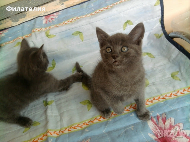 Сини Руски котета , снимка 2 - Руска синя котка - 52732642