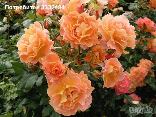 Роза 55
