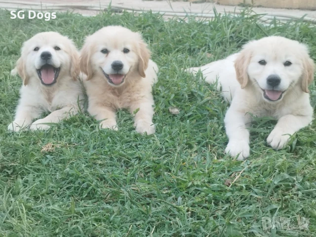 Голдън ретривър , снимка 1