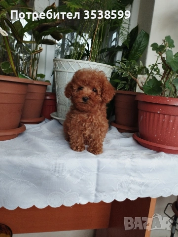 Мини Пуделчета., снимка 2 - Пудели - 52898082