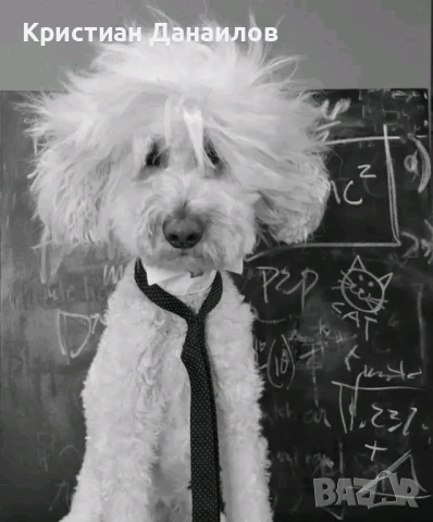 Френски Бишон фризе търси дама 