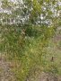 Бамбук Вивакс жълт Phyllostachys vivax 'Aureocaulis' , снимка 10